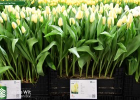 Tulipa Fun For Two ® (1)